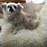 M7 - Below Grade Pelts - Image 4