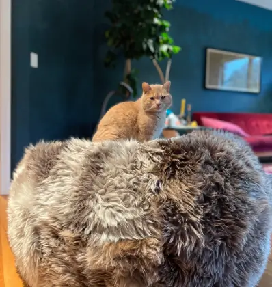 Natural Black Sheepskin Beanbag by Bowron
