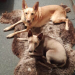 sheepskin for dogs and cats