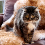 Pet Snuggly Sheepskin Pad - Image 3