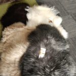 Icelandic Arctic Fleece - Dyed