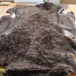 Chocolate Shortwool Pelt