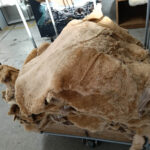Soft Autumn Twinface Pelt - Image 3