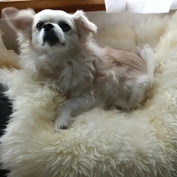 How to Choose the Best Sheepskin for Dogs